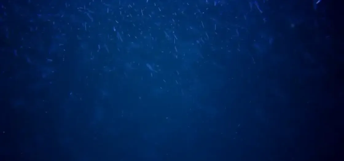 Морской сюрвейер. Базовый курс.
